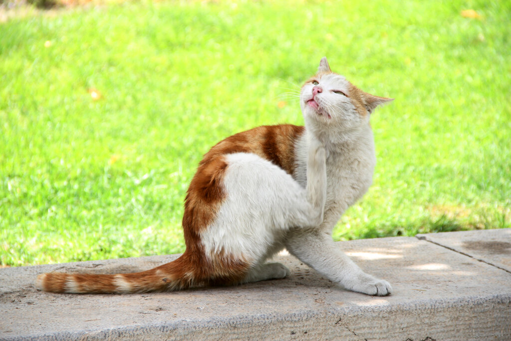 گربه ددربوستان