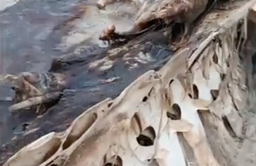 کشف لاشه نهنگ ۱۵ متری در هندیجان