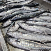 جدیدترین قیمت ماهی در میادین | هر کیلو ماهی شیر ۲۲۰ هزار تومان