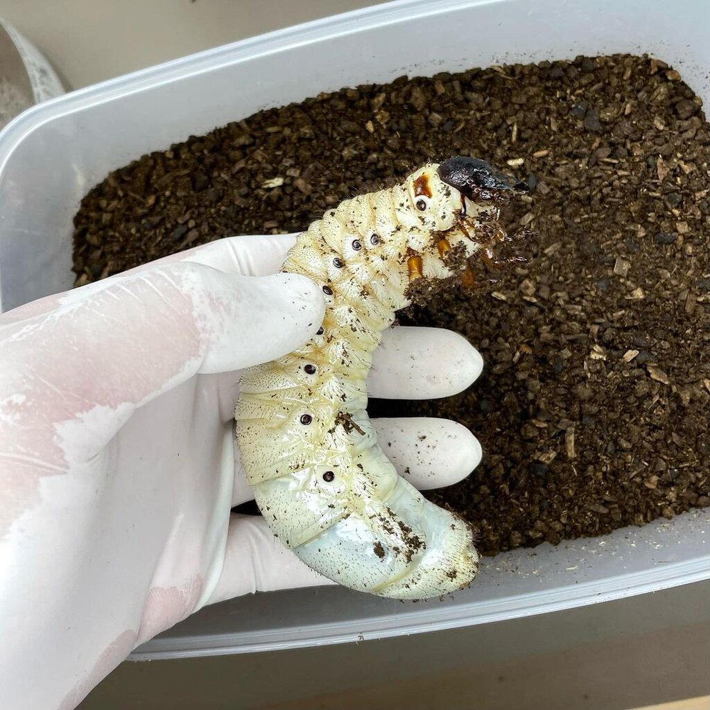 یک جفت سوسک شاخدار، ۸ تا ۱۵ میلیون تومان!