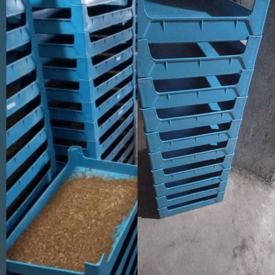 یک جفت سوسک شاخدار، ۸ تا ۱۵ میلیون تومان!