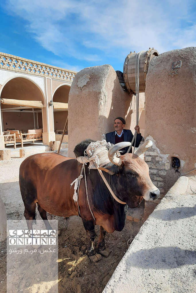 ببینید | آوازخوانی حاج ابراهیم برای گاو پاکستانیاش ؛ گاوی که سبب رونق گردشگری ورزنه شد! | شهر چادرسفیدهای ایران کجاست؟