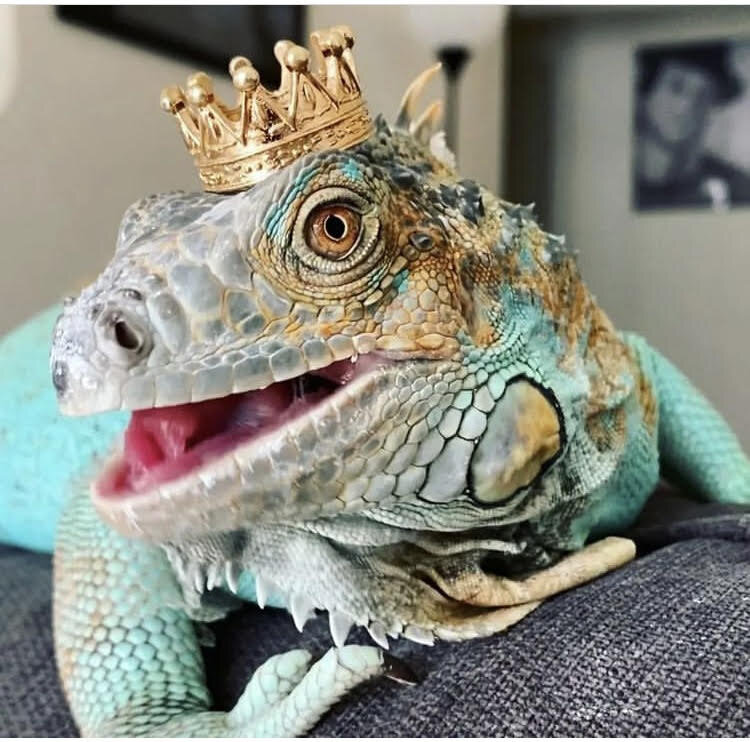 رویت مار بوآ و پیتون در خانه تهرانیها