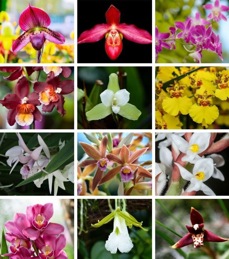 بهترین روش نگهداری از گل ارکیده | ۸ نکته مهم درباره گل ارکیده که باید بدانید | گل زیبایی که فقط در قطب جنوب پیدا نمیشود!