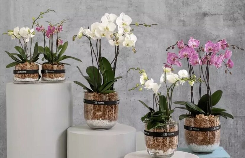 ۸ گیاه آپارتمانی که خیر و برکت را به خانه میآورند + عکس