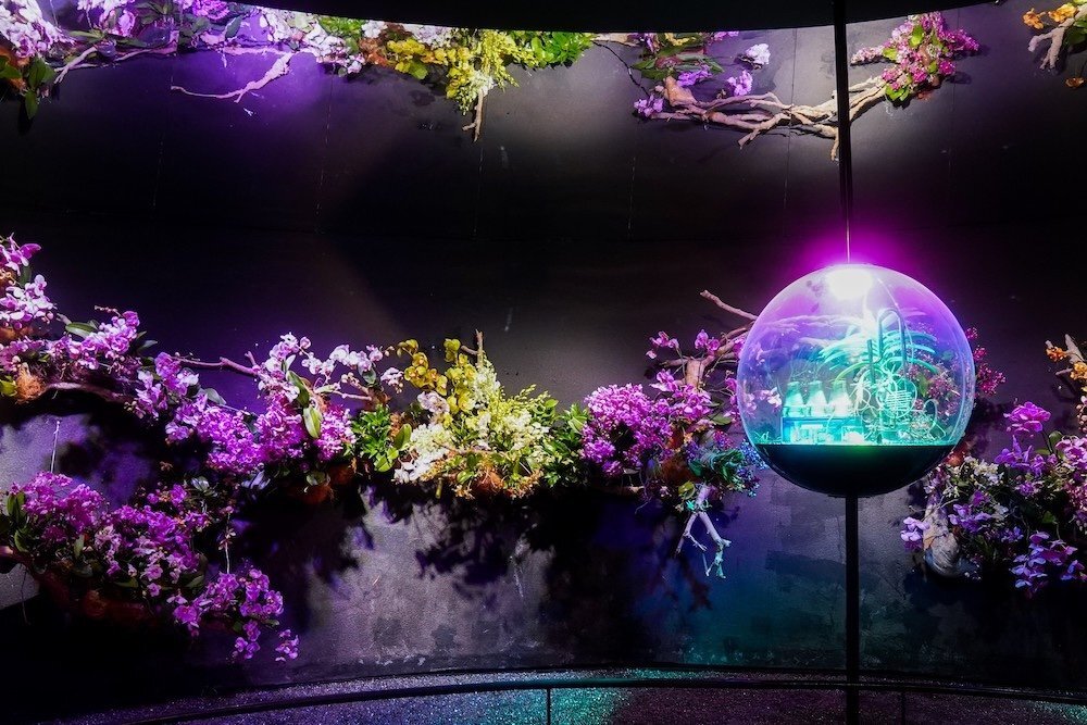 بهترین روش نگهداری از گل ارکیده | ۸ نکته مهم درباره گل ارکیده که باید بدانید | گل زیبایی که فقط در قطب جنوب پیدا نمیشود!