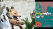 ببینید | چرا روباه‌ها به تهران مهاجرت کرده‌اند؟