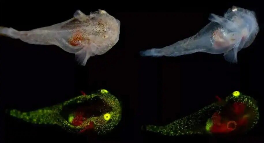 ماهی‌هایی که در بدن خود ضدیخ دارند! | تصویر گونه‌ای عجیب و غریب به شکل موجودات فضایی