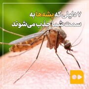 ببینید | ۷ دلیلی که پشه‌ها به سمت شما جذب می‌شوند