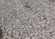 ببینید | فاجعه عجیب و تلخ مرگ صدها هزار ماهی در ماهشهر