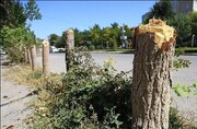مصوبه خاص در شورای شهر ؛ جریمه قطع درخت قسطی شد | تخفیف ویژه برای مردم و ایثارگران