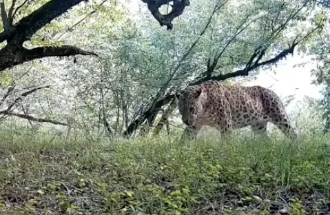 صدای نفس‌های یک پلنگ در جنگل‌های شمال ایران