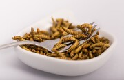 کمک به کاهش آلودگی‌های زیست محیطی با خوردن حشرات!