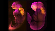دانشمندان بدون تخمک و اسپرم رویان‌های مصنوعی موش با مغز و قلب تپنده  ساختند