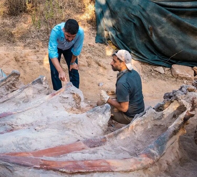 تصاویر دایناسوری که از یک باغ بیرون کشیده شد! | تعجب کارشناسان از وضعیت آناتومیک جانور