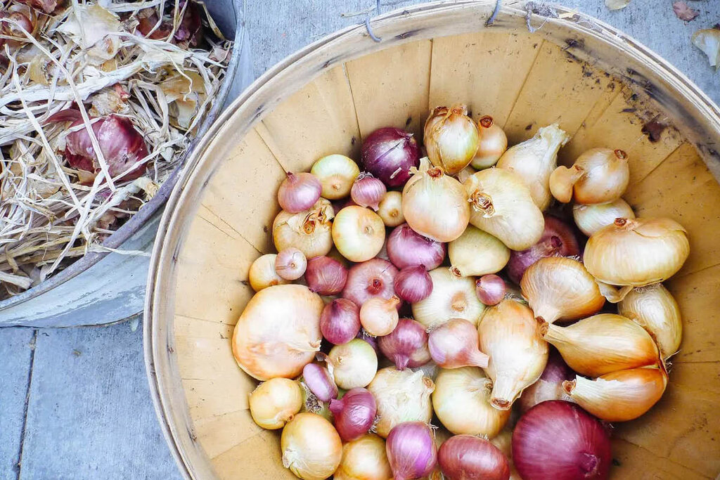 an onion - پیاز - مواد غذایی - آشپزی - انواع پیاز