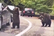 ببینید | وقتی توله خرس به راننده خودروی عبوری در جنگل دست می‌دهد!