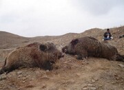 تصاویر | شیوع گرازخوری در برخی مناطق ایران!