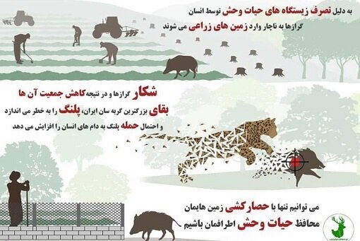 تصاویر | شیوع پدیده گرازخوری در برخی مناطق ایران | یک شکارچی: بعضی رستوران‌ها از ما گوشت گراز می‌خرند | در باغ‌ها و مزارع فقط گراز شکار می‌کنیم!