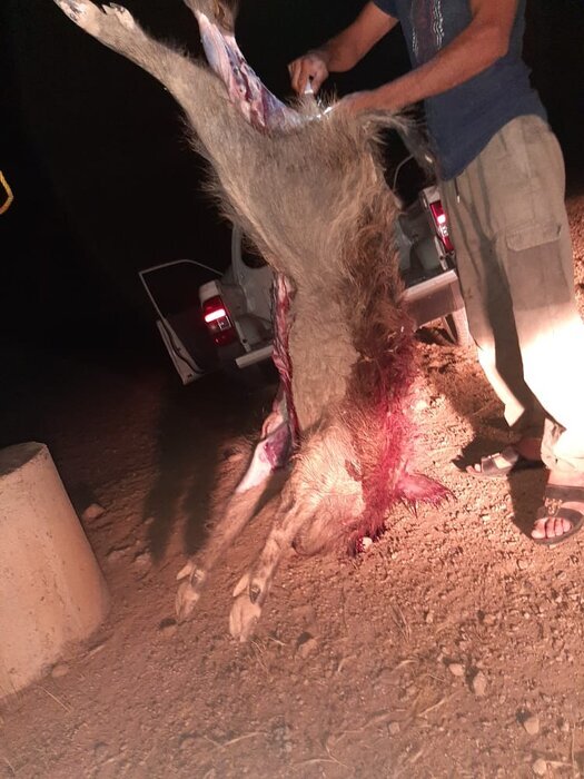 تصاویر | شیوع پدیده گرازخوری در برخی مناطق ایران | یک شکارچی: بعضی رستورانها از ما گوشت گراز میخرند | در باغها و مزارع فقط گراز شکار میکنیم!