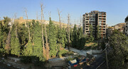 تصاویر | رواج درخت کشی در کوچه خیابان های تهران