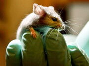 شیائو ژو: نخستین موش با کروموزوم‌های مصنوعی| چینی‌ها نخستین پستاندار با ژن‌های کاملا دوباره برنامه‌ریزی‌شده خلق کردند