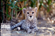 یوزپلنگ در صدر گونه‌های جانوری در خطر انقراض ایران | ۱۰۰ گونه مهره‌دار در خطر انقراض کشور را بشناسید