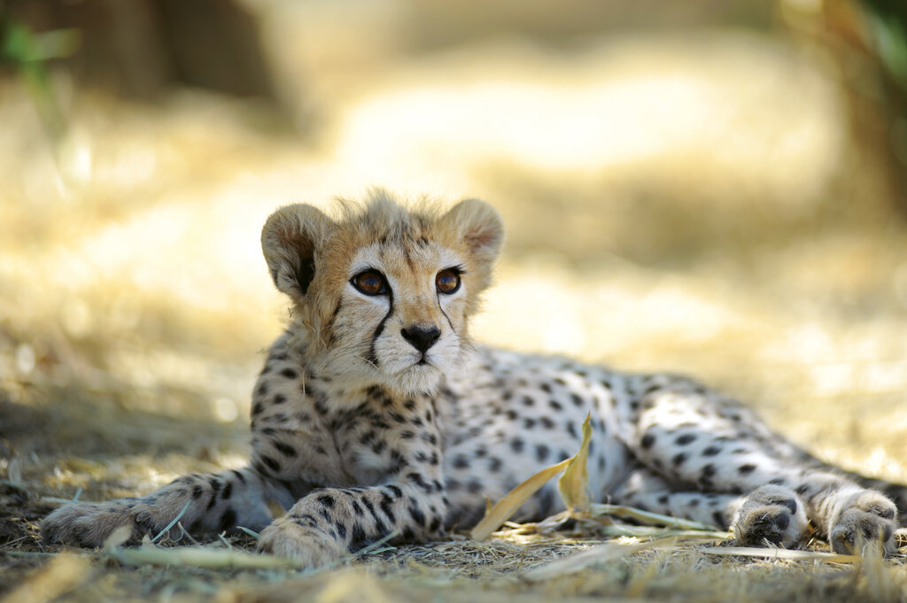 گفتوگوی جنجالی با تیمارگر پیروز؛ علیرضا شهرداری سکوت دو سالهاش را در روز ملی یوز آسیایی شکست