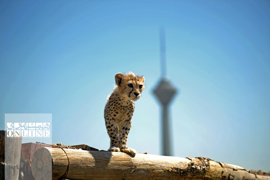 «پیروز» به روز یوز رسید | او تنها توله یوزپلنگ تکثیر در اسارت آسیایی کل دنیاست | پیروز ۳ بار تا دم مرگ رفت | مرگ توله یوز زیبای ایرانی را تهدید میکند