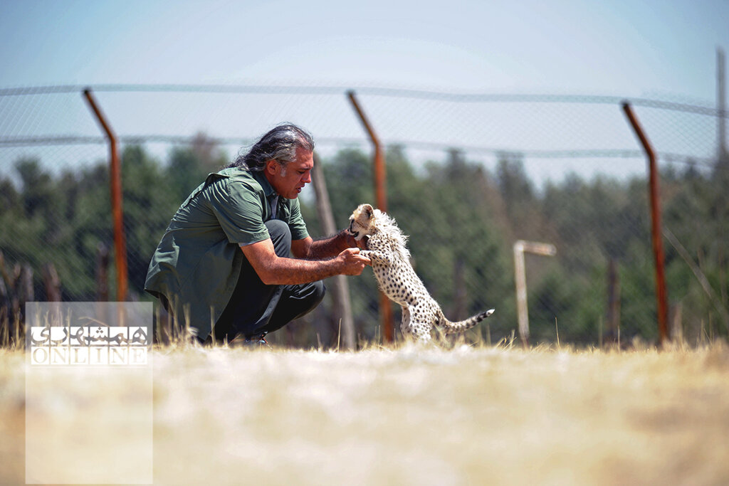 «پیروز» به روز یوز رسید | او تنها توله یوزپلنگ تکثیر در اسارت آسیایی کل دنیاست | پیروز ۳ بار تا دم مرگ رفت | مرگ توله یوز زیبای ایرانی را تهدید میکند