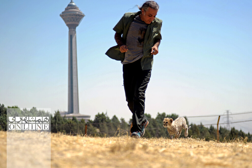 «پیروز» ۳ بار تا دم مرگ رفت تا به روز یوز رسید | مرگ توله یوز زیبای ایرانی را تهدید میکند | پیروز هیچگاه به زیستگاه طبیعی برنمیگردد!