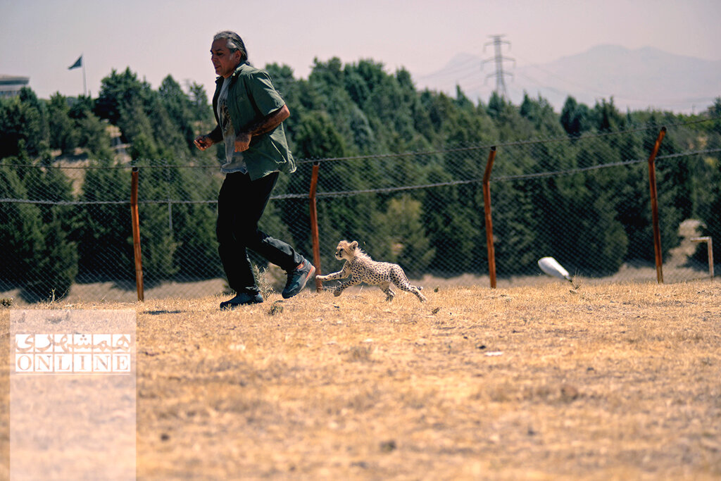 «پیروز» به روز یوز رسید | او تنها توله یوزپلنگ تکثیر در اسارت آسیایی کل دنیاست | پیروز ۳ بار تا دم مرگ رفت | مرگ توله یوز زیبای ایرانی را تهدید میکند