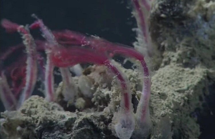 تصاویری از زامبیهای کف اقیانوس | استخوانخورهایی که همه را شوکه کردهاند!