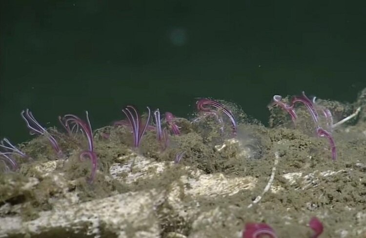 تصاویری از زامبی‌های کف اقیانوس | استخوان‌خورهایی که همه را شوکه کرده‌اند!