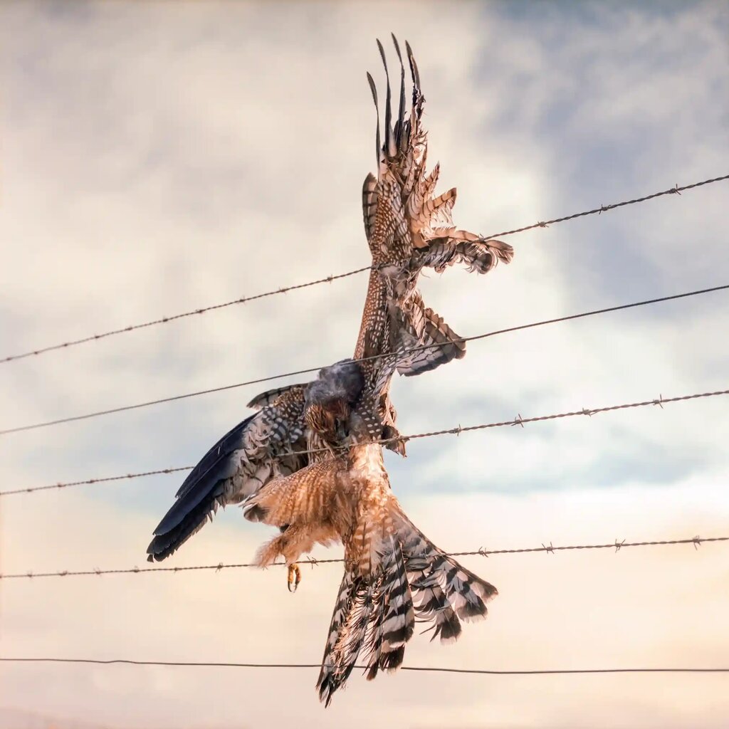 پرنده شاهین - عکس گاردین