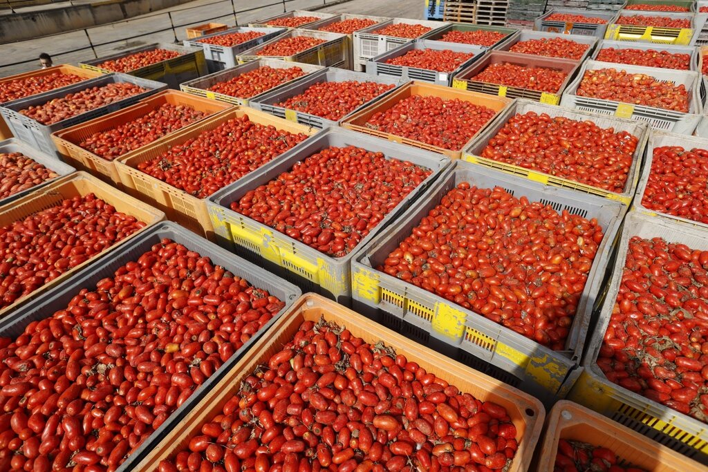 تصاویر جشن پرتاب گوجه فرنگی در اسپانیا ؛ ۱۳۰ تن گوجه له شد | در این مراسم دمپایی پوشیدن ممنوع است!