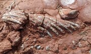 کشف یک فسیل شگفت‌انگیز | این جانور ۵۰ میلیون سال پیش از دایناسورها زندگی می‌کرد!