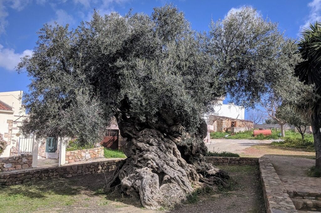 تصاویر | شاخه زیتون نوح و درخت زیتون عیسی | قدیمی‌ترین درختان چند هزار ساله زیتون را ببینید