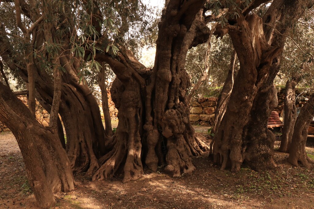 تصاویر | شاخه زیتون نوح و درخت زیتون عیسی | قدیمی‌ترین درختان چند هزار ساله زیتون را ببینید