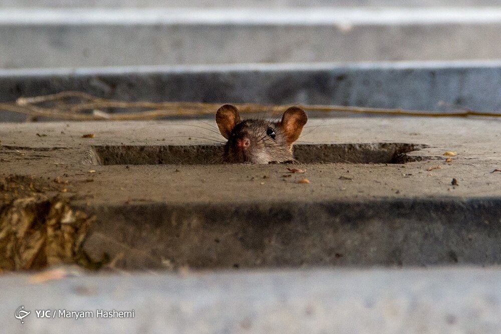 موش‌های نروژی این محله از در خانه‌ها تو می‌آیند! | مرگ غم‌انگیز پرندگان بر فراز کوره‌های شیشه‌گری | چرا  مردم به اینجا «گلابدره» می‌گفتند؟