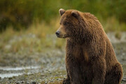 تازه‌ترین تصاویر خرس قهوه‌ای و توله‌هایش در دشت ارژن | وضعیت توله‌ خرس‌ها را ببینید
