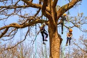 درخت‌نوردی هیجان‌انگیز کودکان پایتخت | مدرن‌ترین ورزش بچه‌های تهران را ببینید
