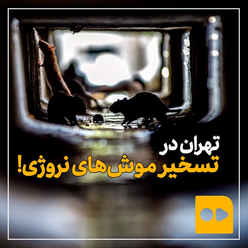 تهران در تسخیر موش های نروژی