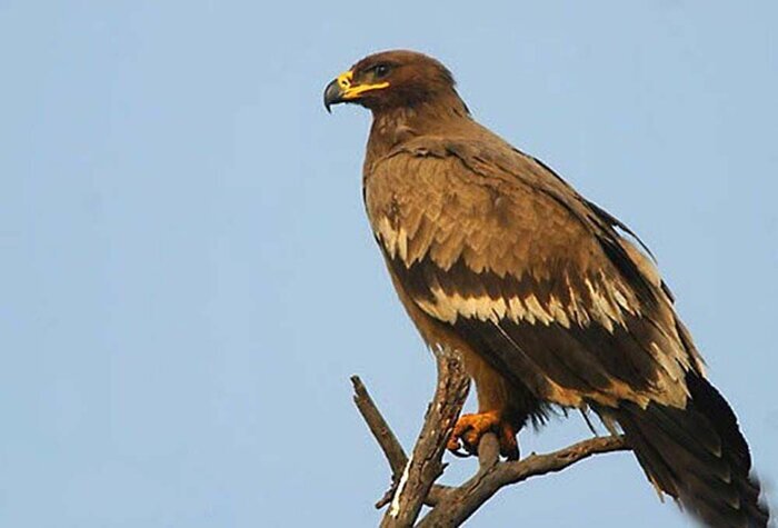 یوزپلنگ در صدر گونههای جانوری در خطر انقراض ایران | ۱۰۰ گونه مهرهدار در خطر انقراض کشور را بشناسید