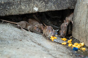 جولان شبانه روزی موش‌ها در قم | این حیوانات موذی از فاضلاب وارد خانه‌ها می‌شوند
