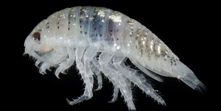 حمله کوسههای کوچک به مردم | علاقه وافر به گوشت تازه انسان!