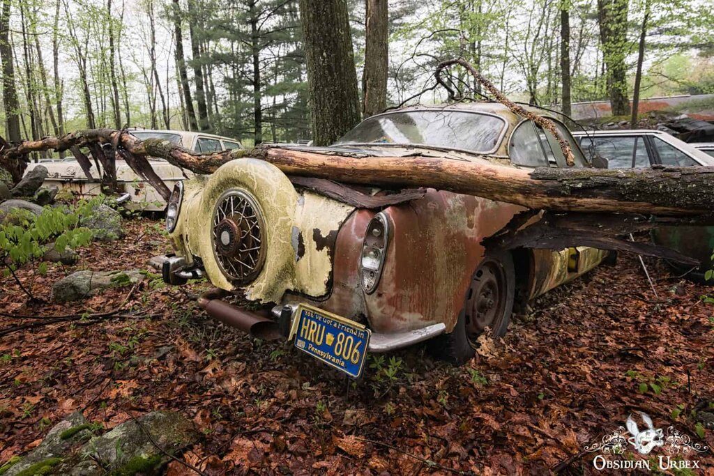 تصاویر گورستانی مخوف در اعماق جنگل | قبرستان جذاب فولکسهای قورباغهای را ببینید