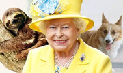 تصاویر حیوانات مستعمره ملکه بریتانیا | چیزهای عجیب و غریبی که الیزابت دوم داشت | کاخ خفاش‌های ملکه انگلیس را ببینید