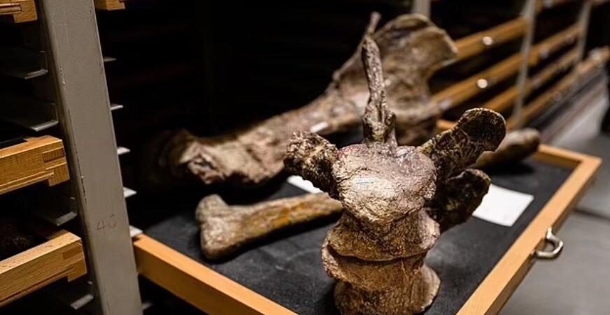 اتفاقی عجیب در آلمان | شناسایی هویت یک دایناسور مرموز پس از ۱۰۰ سال!