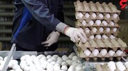 قیمت جدید تخم‌مرغ در بازار | یک شانه ۳۰ عددی چند شد؟